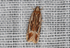 Ardozyga furcifera