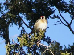 Carduelis carduelis