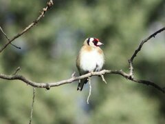 Carduelis carduelis
