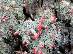 Cladonia