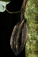 Aristolochia amara