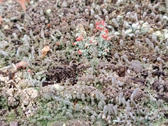 Cladonia