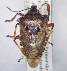 Pinthaeus sanguinipes