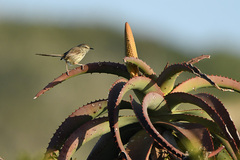 Prinia maculosa exultans