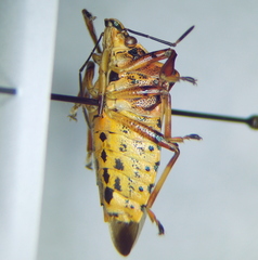 Pinthaeus sanguinipes