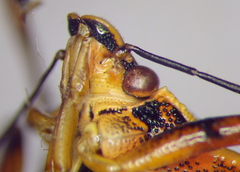 Pinthaeus sanguinipes