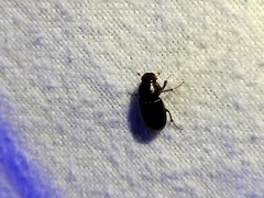 Acrossidius tasmaniae