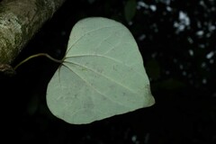 Aristolochia amara
