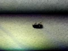 Acrossidius tasmaniae