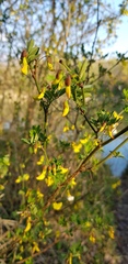 Hippocrepis emerus