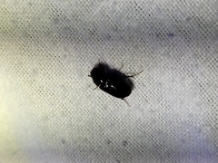 Acrossidius tasmaniae