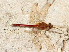 Sympetrum costiferum