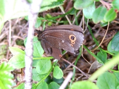 Erebia embla