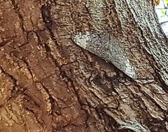 Hamadryas glauconome