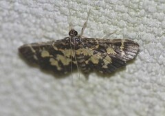 Eurrhyparodes bracteolalis