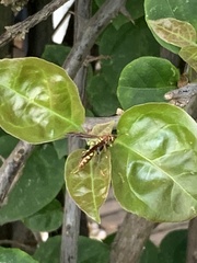 Polistes versicolor
