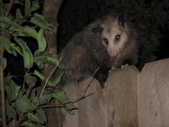 Didelphis virginiana