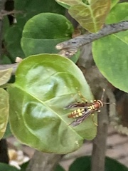 Polistes versicolor