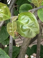 Polistes versicolor