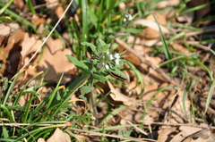 Ethmia candidella