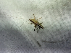 Conocephalus albescens