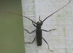 Xystrocera virescens