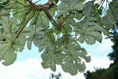Cecropia obtusa