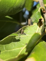 Callirhytis perfoveata