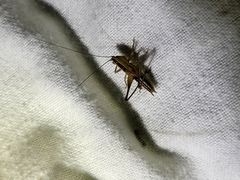 Conocephalus albescens