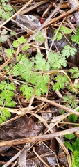 Chaerophyllum tainturieri