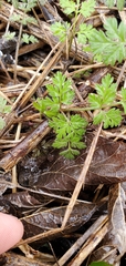 Chaerophyllum tainturieri
