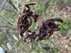 Acacia leptostachya