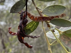 Acacia leptostachya