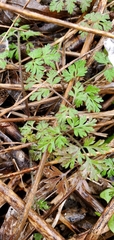 Chaerophyllum tainturieri