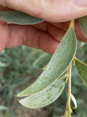 Acacia leptostachya