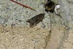 Cryptaspasma querula