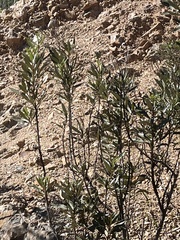 Eriodictyon trichocalyx