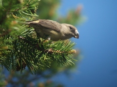 Loxia pytyopsittacus