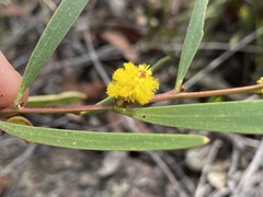 Acacia whitei