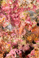 Pterois antennata