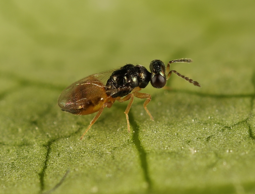 Elachertus lateralis