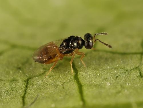 Elachertus lateralis