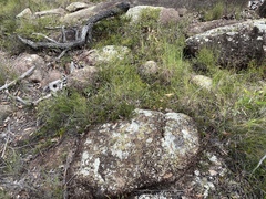 Acacia whitei