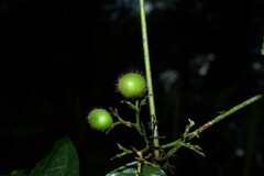 Cordia nodosa