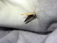 Hydriomena deltoidata
