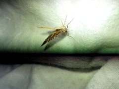 Hydriomena deltoidata