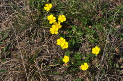 Potentilla incana