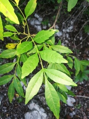 Bursera graveolens