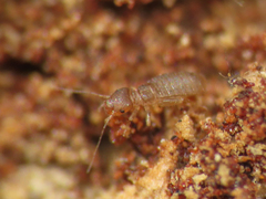 Liposcelididae