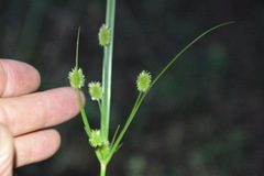 Cyperus retrorsus